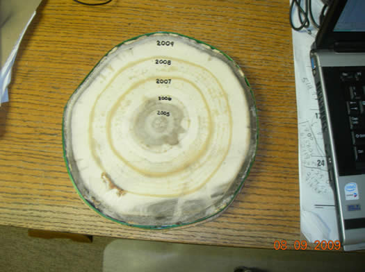 Cross section of poplar tree showing growth rate