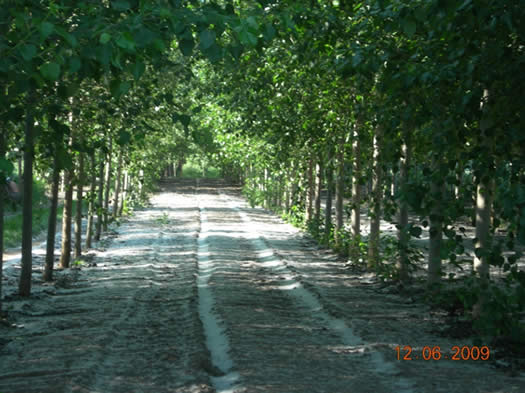 Well maintained rows of hybrid poplars