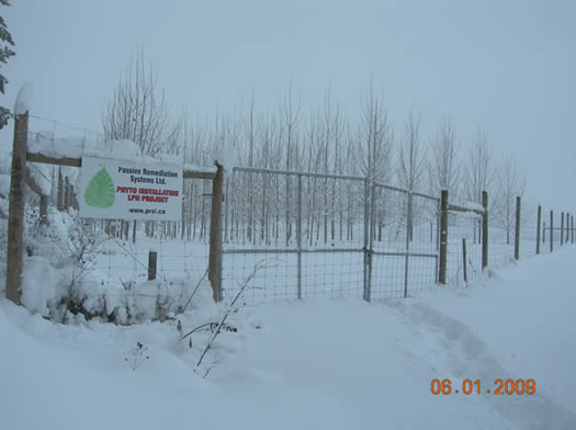 Hybrid Poplar Plantation in the Winter