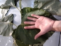 Leaf from the 2013 Growing Season