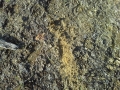 Mining Tailings Soil