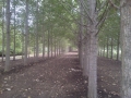 Poplar Trees Reclaimation of Soil