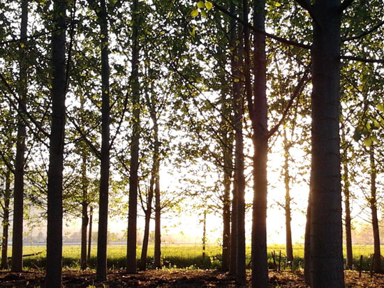 Green Industries for First Nations