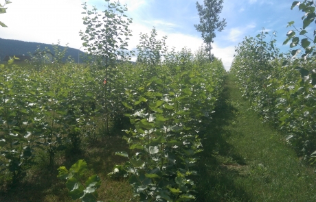 PRSI  To Produce 50,000 New Trees In 2018